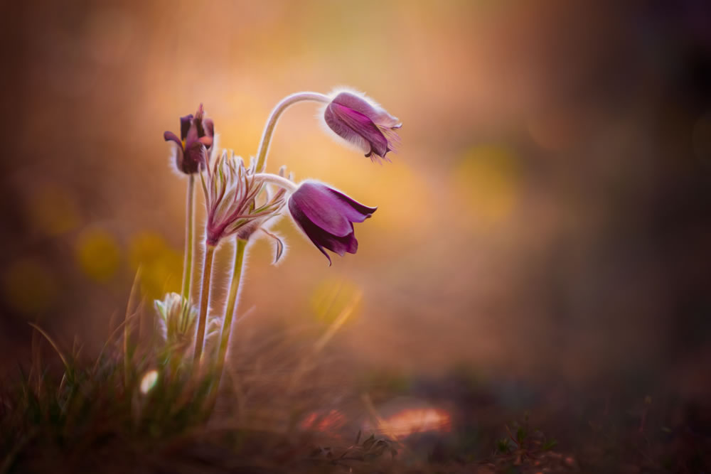 GuruShots Winning Images From The 'All About Flowers' Challenge