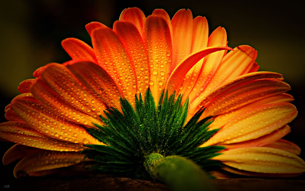 All About Flowers GuruShots Winning Images