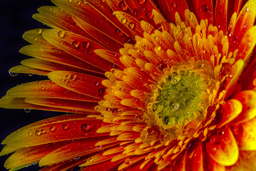 All About Flowers GuruShots Winning Images