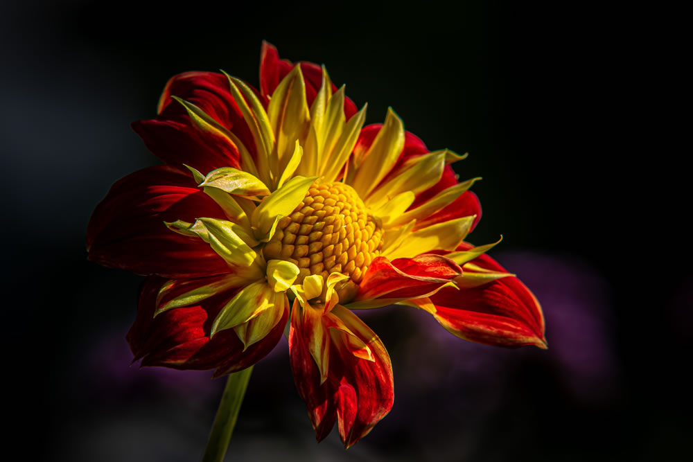 All About Flowers GuruShots Winning Images