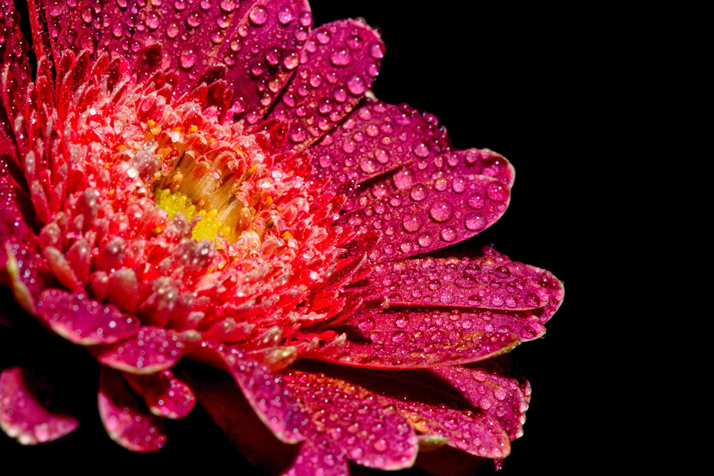 All About Flowers GuruShots Winning Images