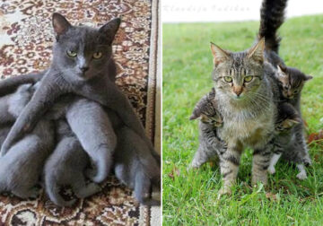 32 Photos Of Cat Moms That Are Tired Of Their Kittens & Their Face Shows It All