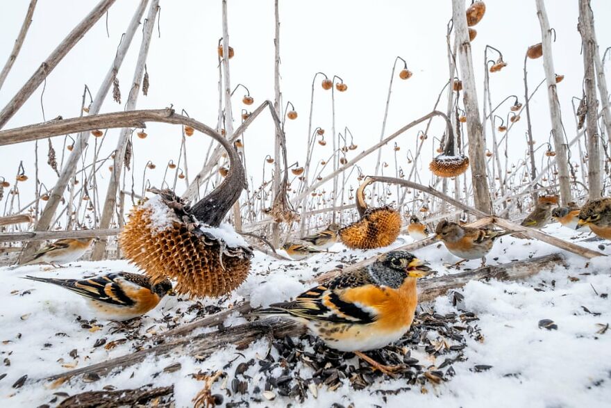 Winning Photos Of The Nature Conservancy Photo Contest Winners 2021