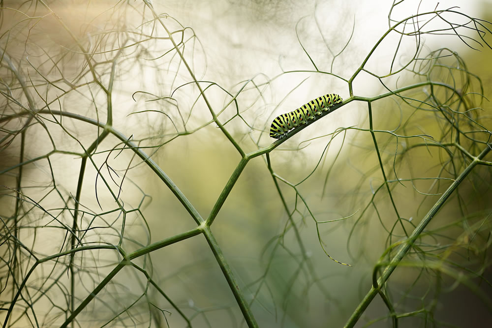 Winning Photos From The Nature Photographer Of The Year Awards