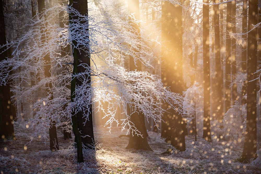 Winning Photos From The Nature Photographer Of The Year Awards