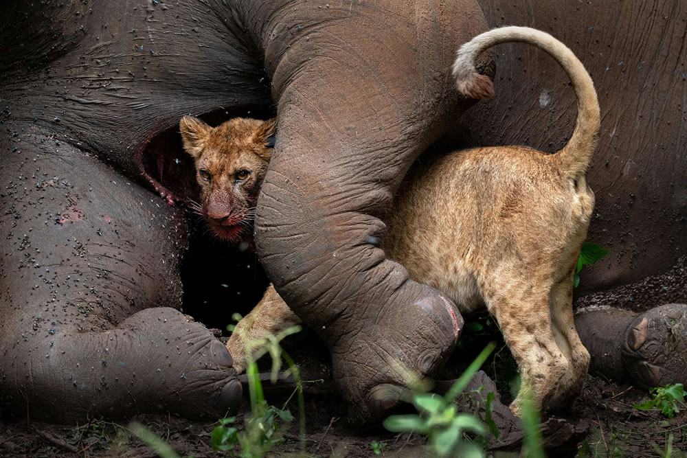 Winning Photos From The Nature Photographer Of The Year Awards