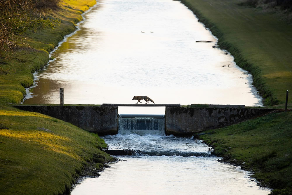 Winning Photos From The Nature Photographer Of The Year Awards