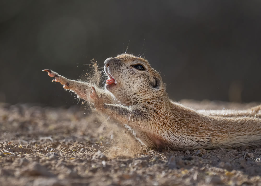 Winning Photos From The Nature Photographer Of The Year Awards