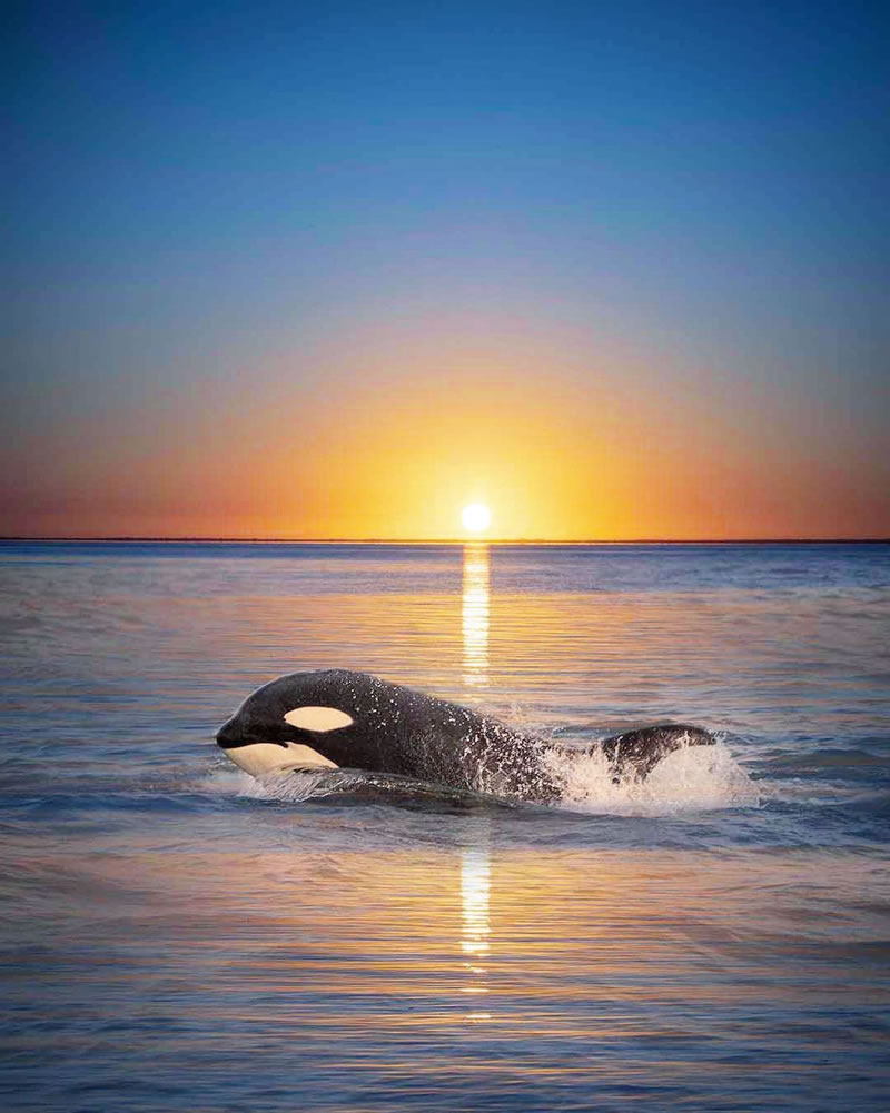 orca sunset