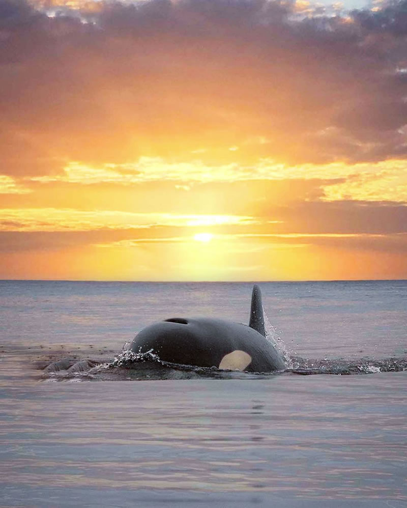 Impressionantes imagens costuradas de orcas e pôr do sol por Mary Parkhill
