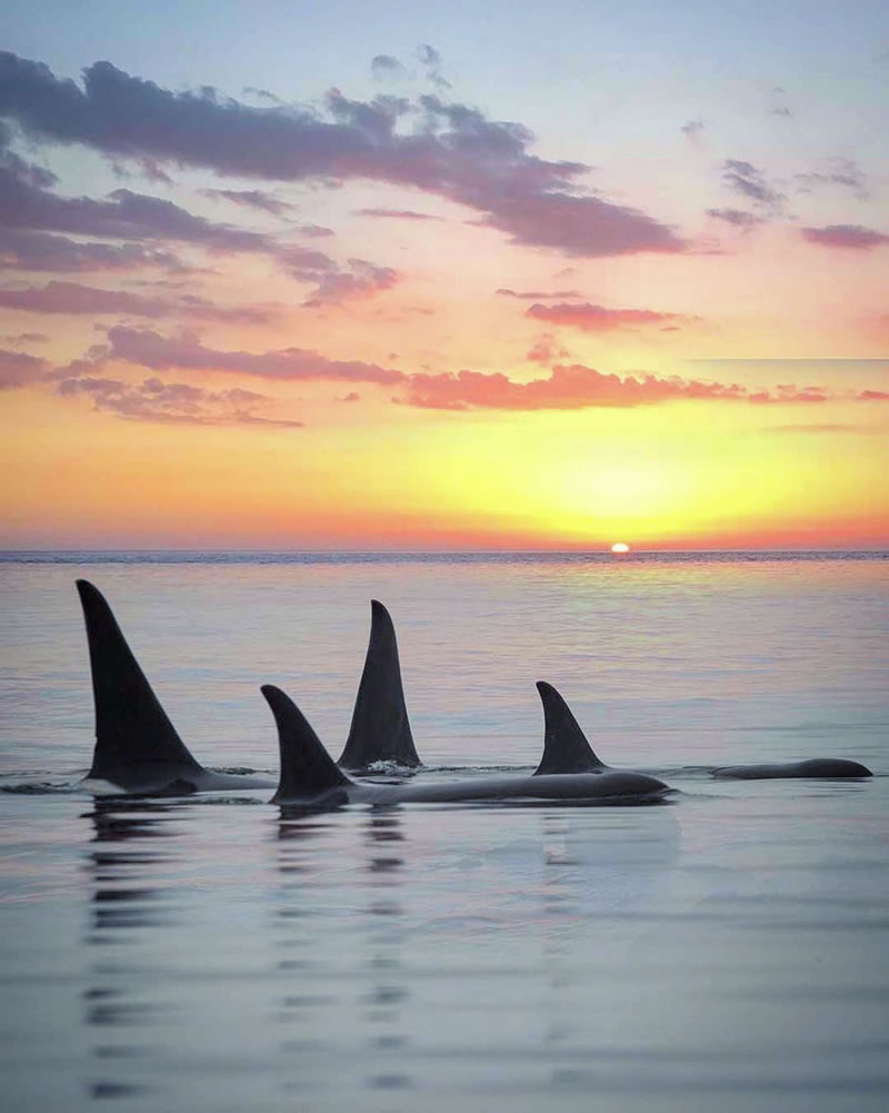 Impressionantes imagens costuradas de orcas e pôr do sol por Mary Parkhill