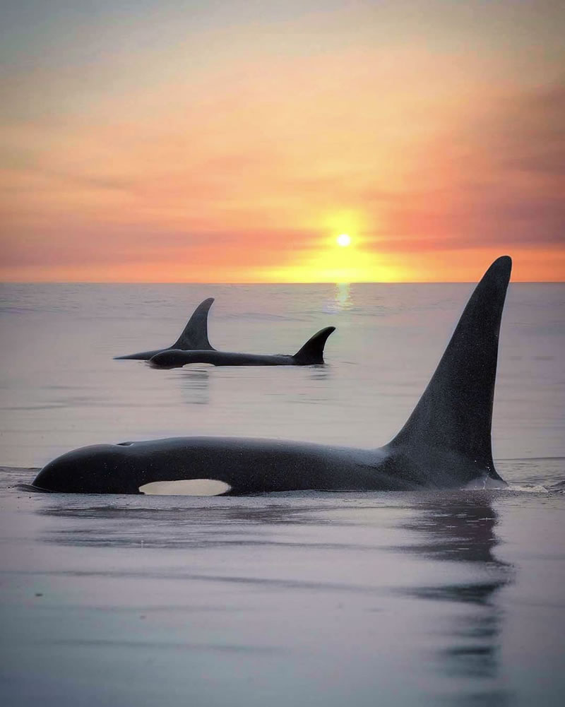 orca sunset