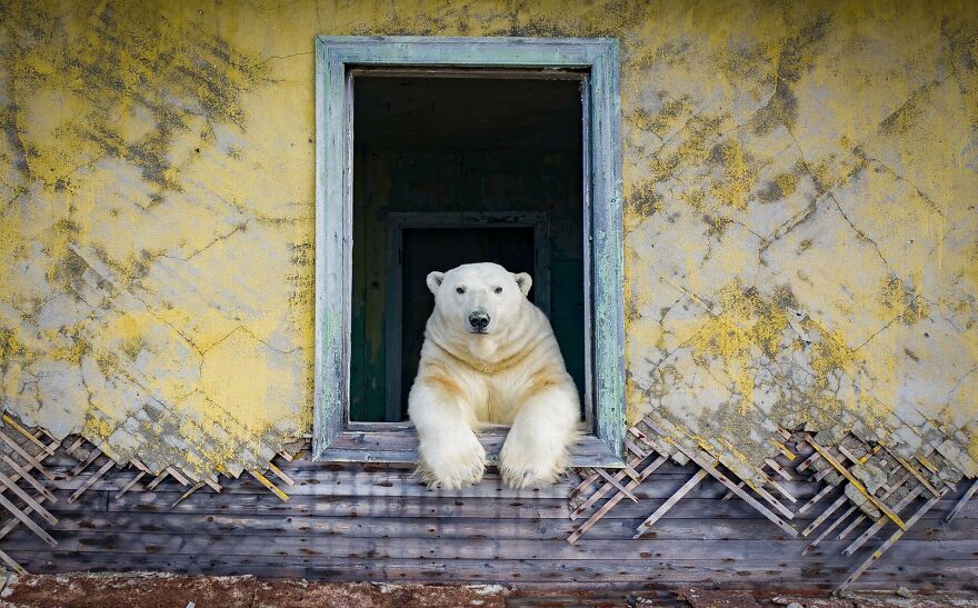 Polar Bears At An Abandoned Weather Station by Dmitry Kokh