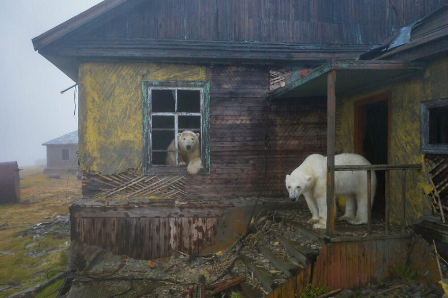 Polar Bears At An Abandoned Weather Station by Dmitry Kokh