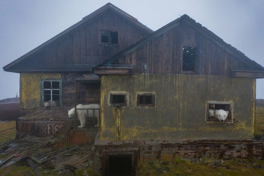 Polar Bears At An Abandoned Weather Station by Dmitry Kokh