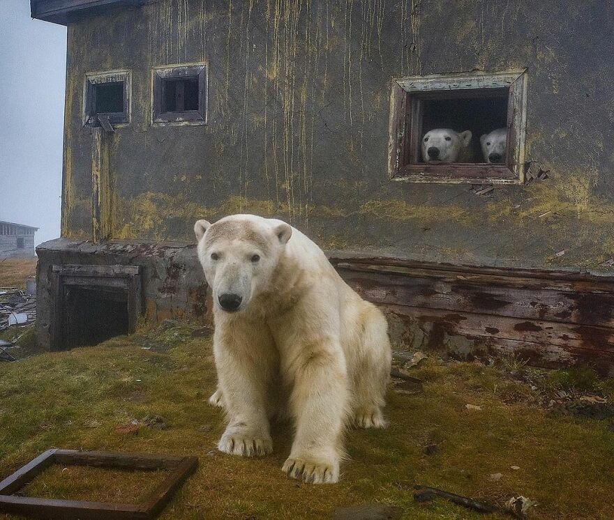Ursos polares em uma estação meteorológica abandonada por Dmitry Kokh