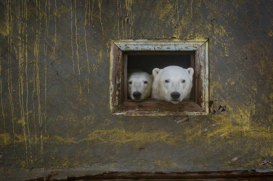Polar Bears At An Abandoned Weather Station by Dmitry Kokh