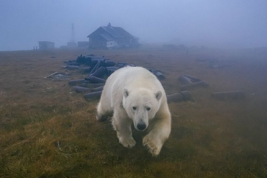 Polar Bears At An Abandoned Weather Station by Dmitry Kokh