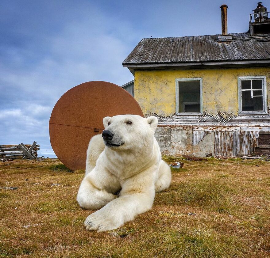 Polar Bears At An Abandoned Weather Station by Dmitry Kokh