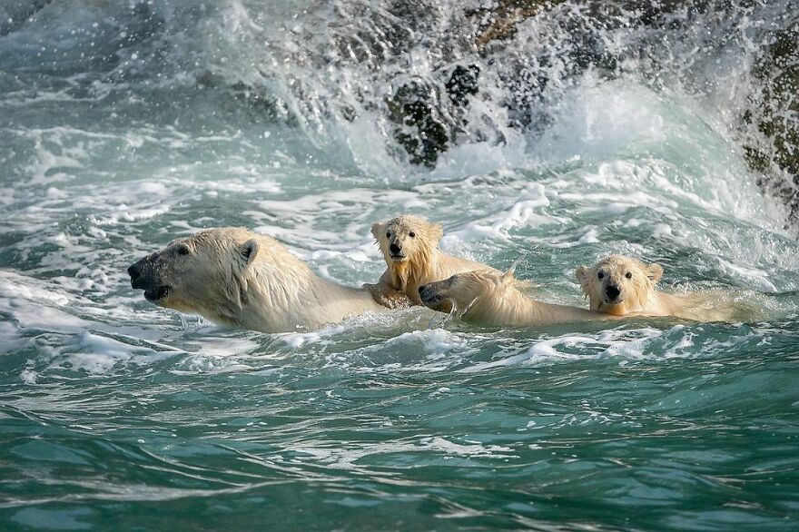 Polar Bears At An Abandoned Weather Station by Dmitry Kokh