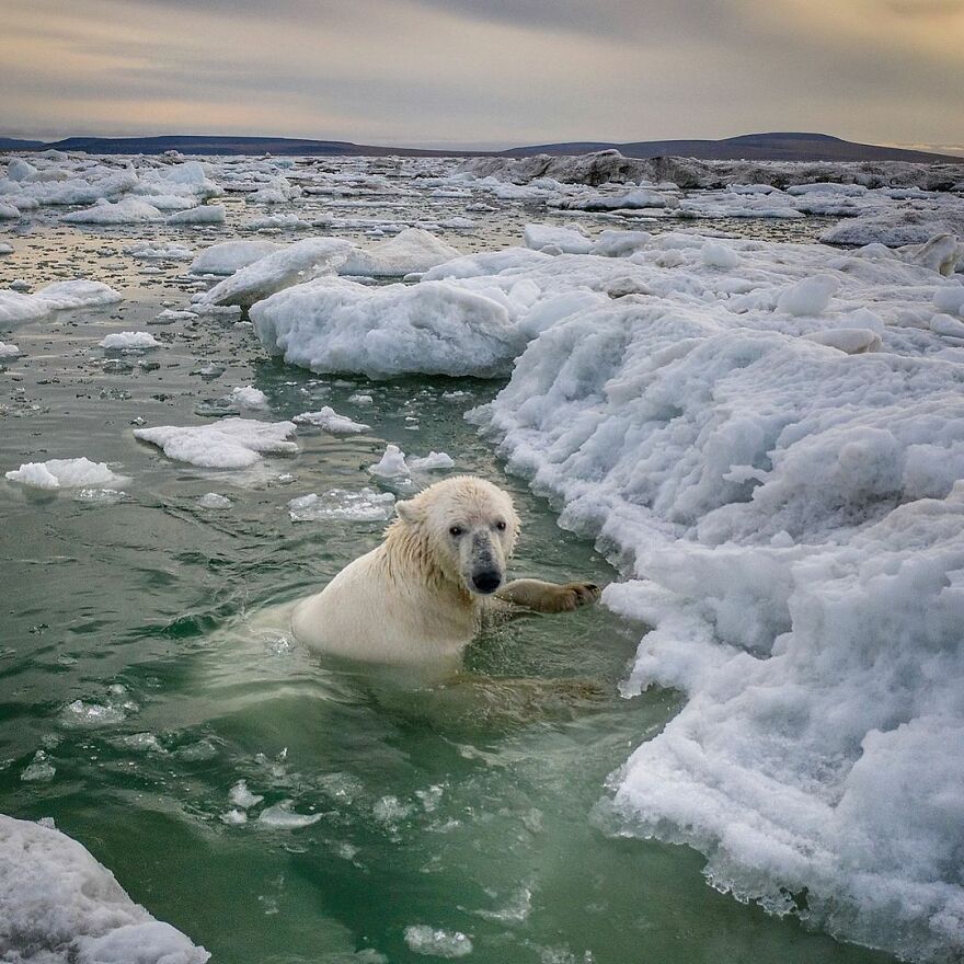 Polar Bears At An Abandoned Weather Station by Dmitry Kokh