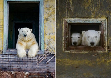 Russian Photographer Dmitry Kokh Amazingly Captured Polar Bears At An Abandoned Weather Station
