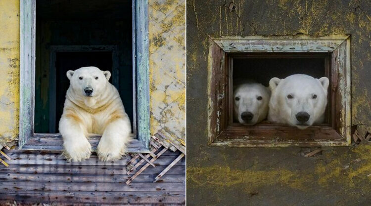 Russian Photographer Dmitry Kokh Amazingly Captured Polar Bears At An Abandoned Weather Station