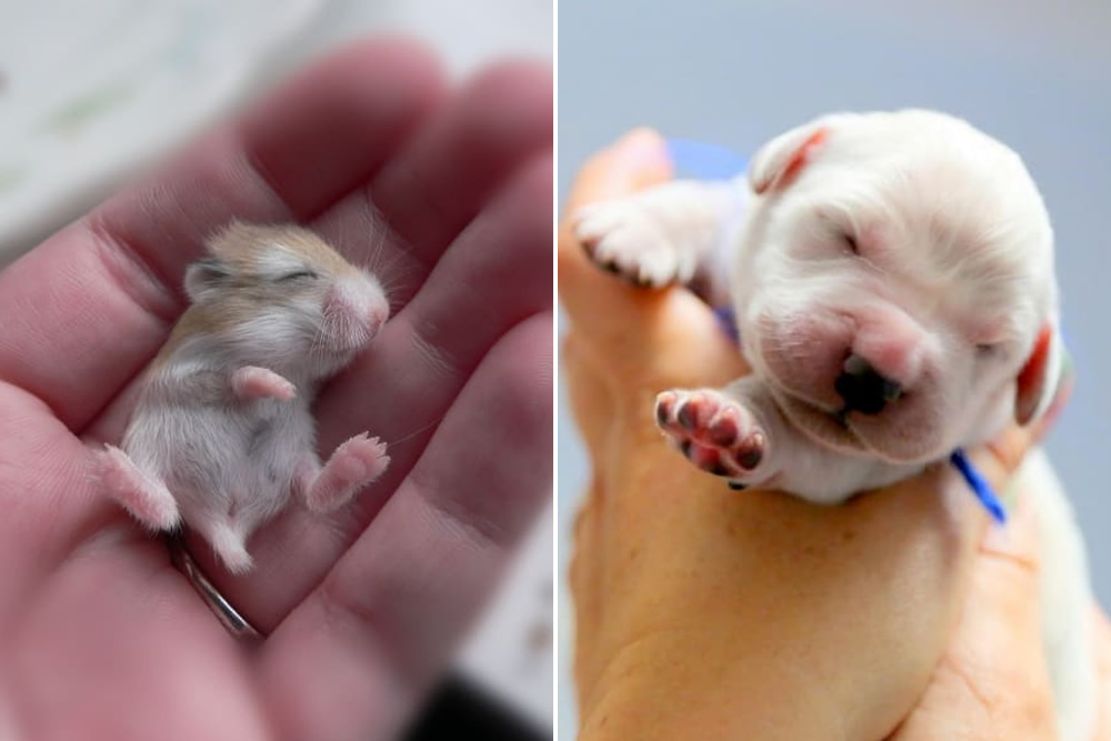 20 Photos Of Adorable Tiny Baby Animals That Are So Innocent And Pure