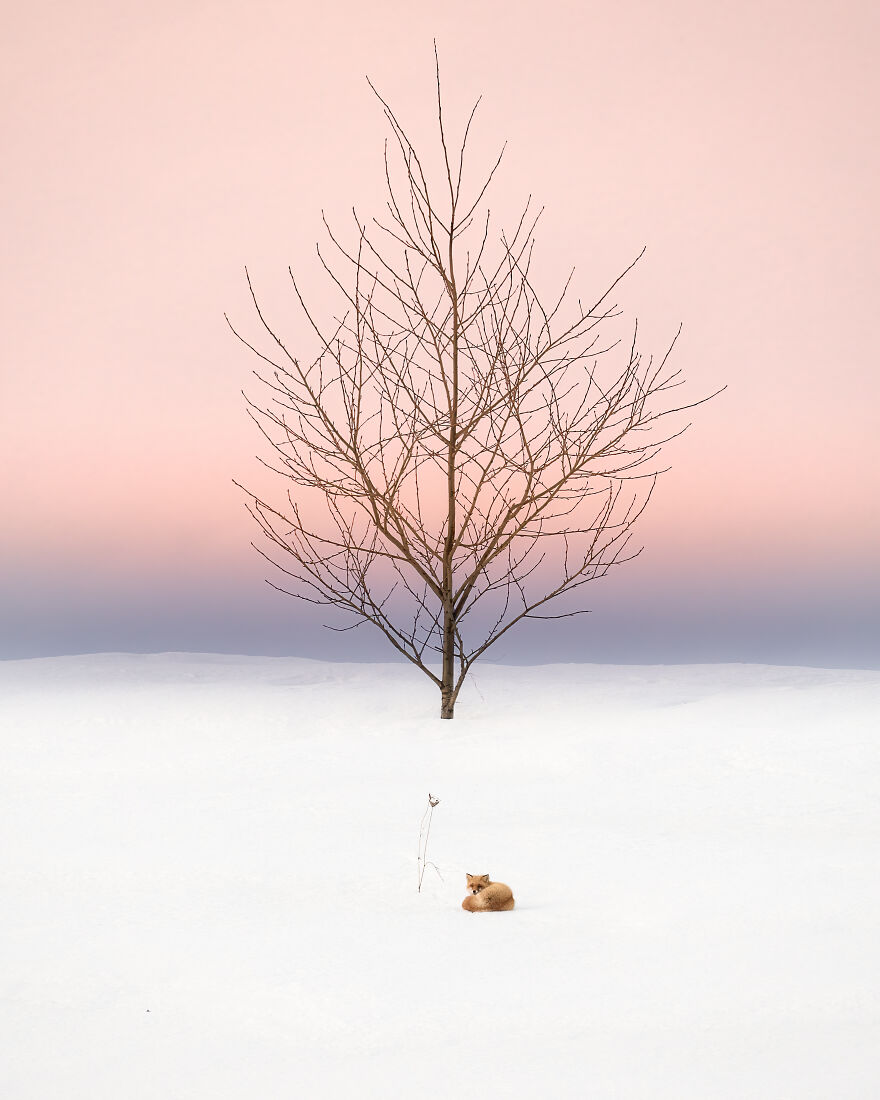 Trees Of Hokkaido: Beautiful Pictures Of The Trees In My Hometown By Roy Iwasaki
