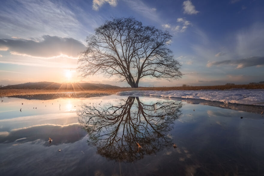 Trees Of Hokkaido: Beautiful Pictures Of The Trees In My Hometown By Roy Iwasaki