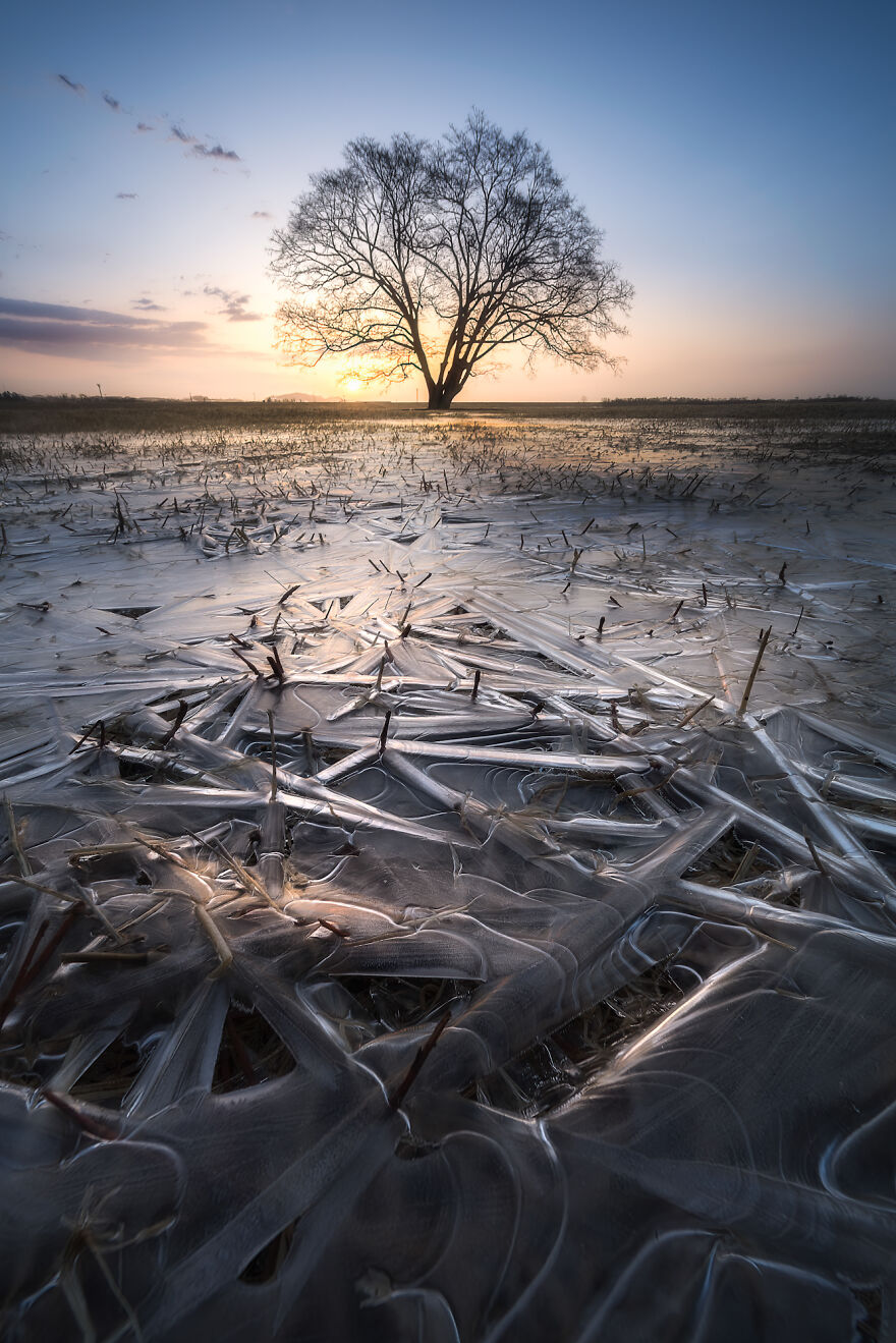 Trees Of Hokkaido: Beautiful Pictures Of The Trees In My Hometown By Roy Iwasaki