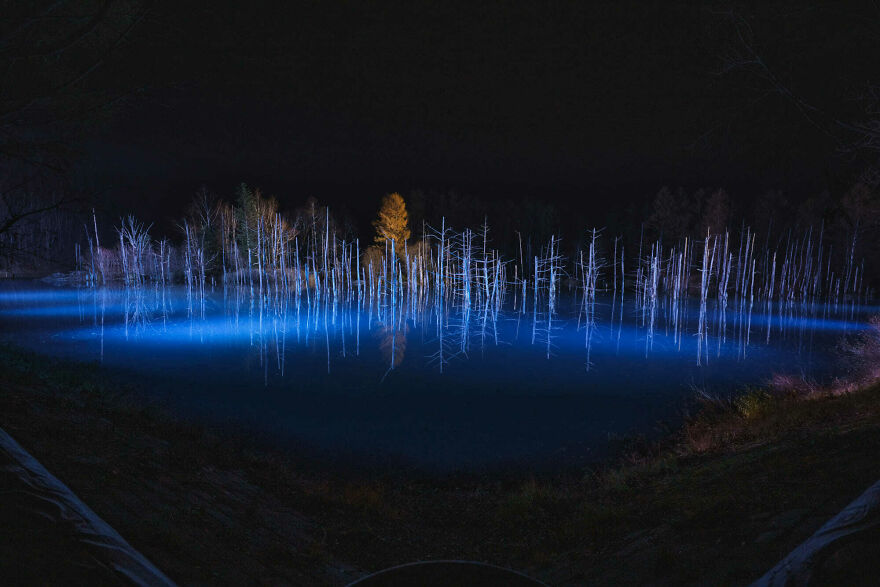 Trees Of Hokkaido: Beautiful Pictures Of The Trees In My Hometown By Roy Iwasaki