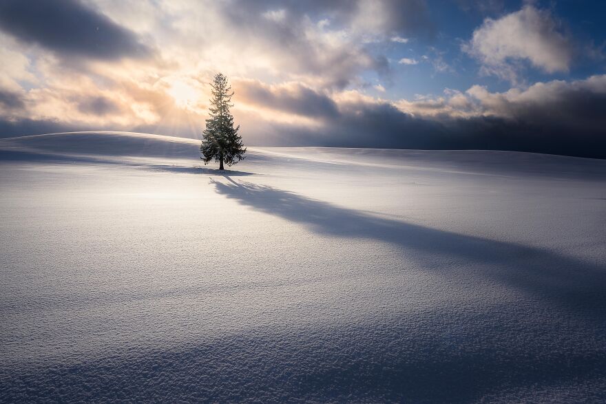 Trees Of Hokkaido: Beautiful Pictures Of The Trees In My Hometown By Roy Iwasaki