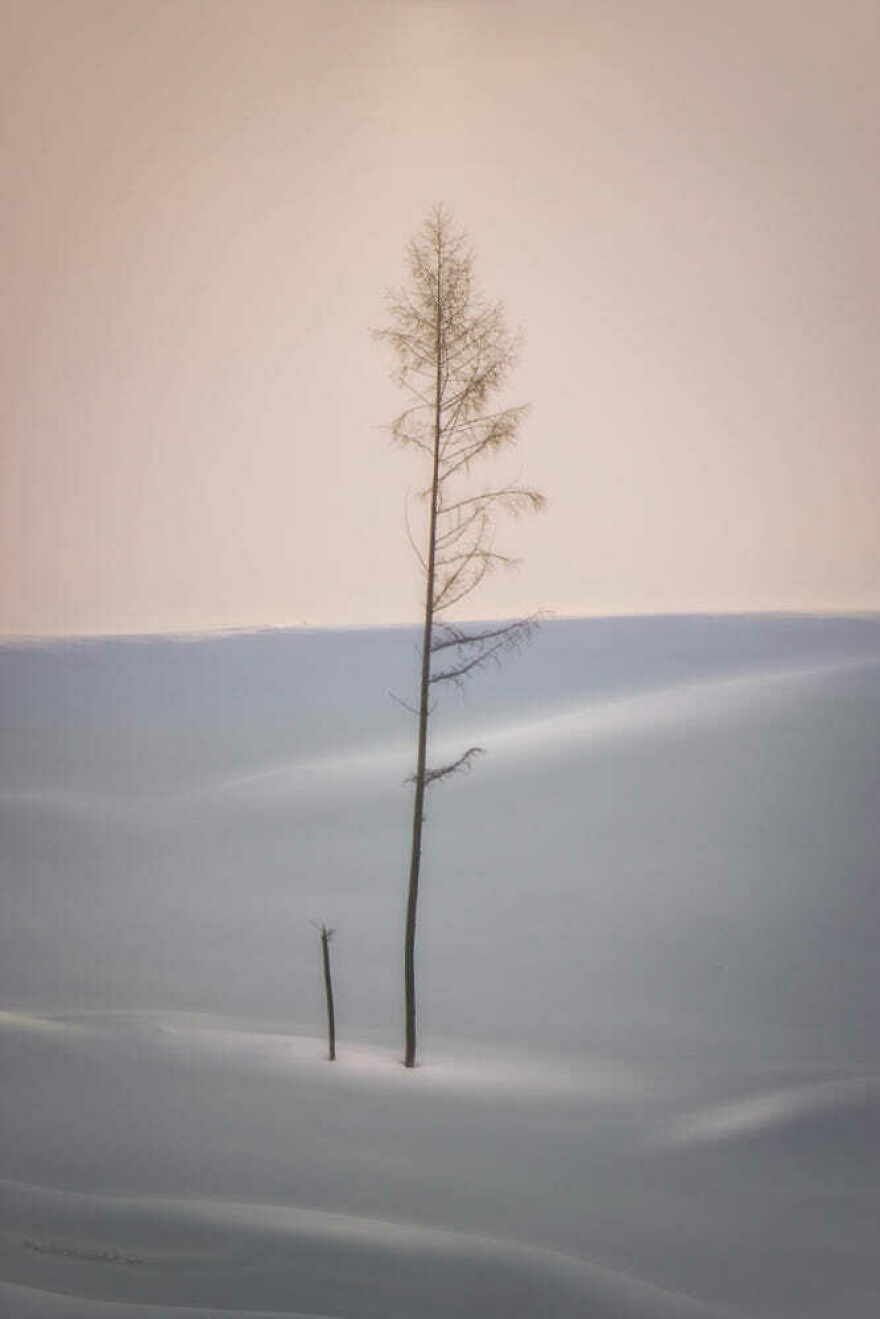 Árvores de Hokkaido: belas fotos das árvores da minha cidade, por Roy Iwasaki