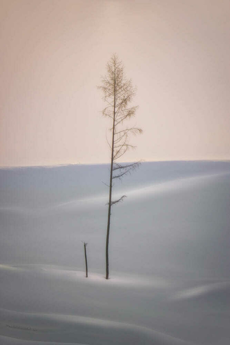 Trees Of Hokkaido: Beautiful Pictures Of The Trees In My Hometown By Roy Iwasaki