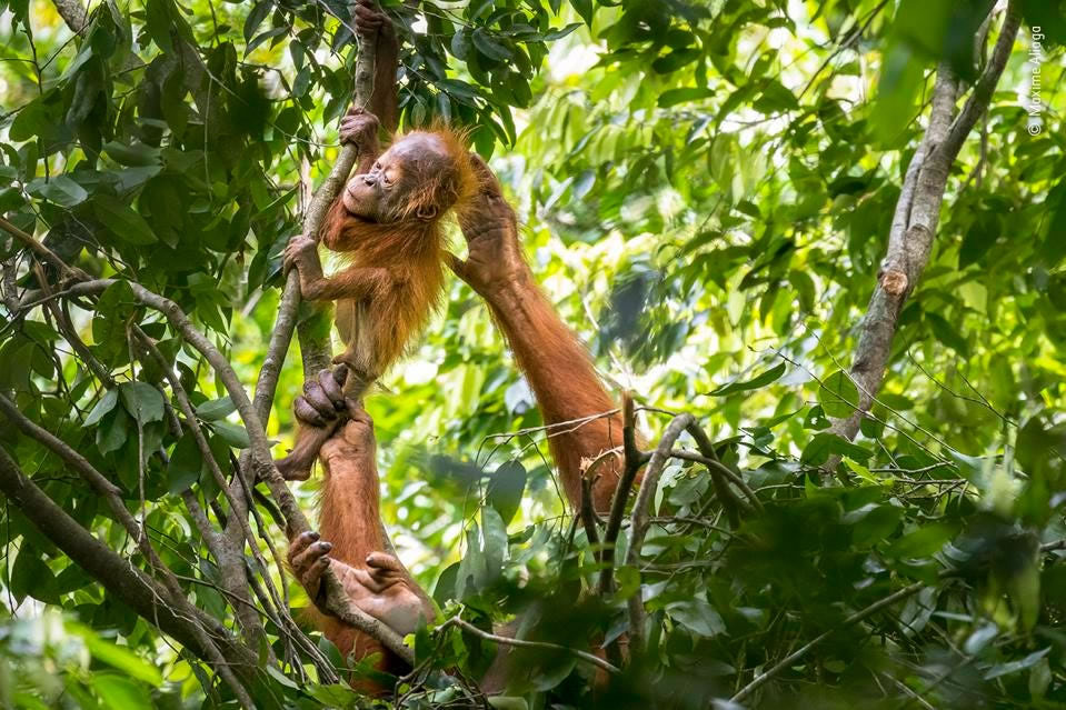 People’s Choice Award For Wildlife Photographer Of The Year 2021