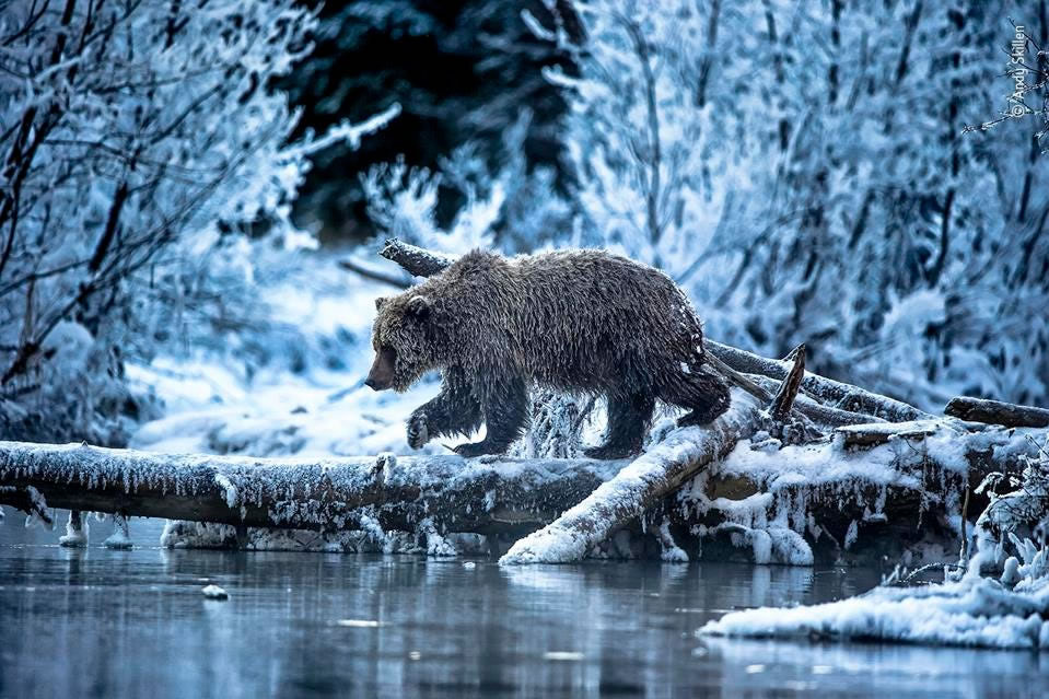 People’s Choice Award For Wildlife Photographer Of The Year 2021