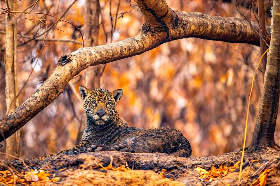 People’s Choice Award For Wildlife Photographer Of The Year 2021