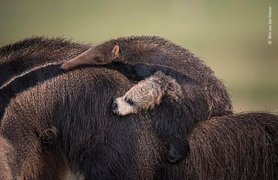 People’s Choice Award For Wildlife Photographer Of The Year 2021