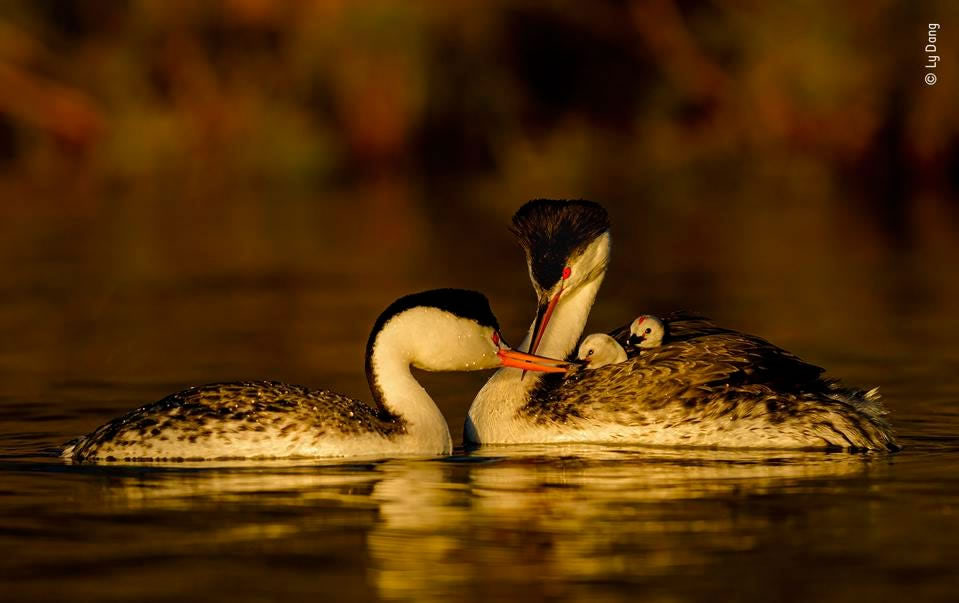 People’s Choice Award For Wildlife Photographer Of The Year 2021