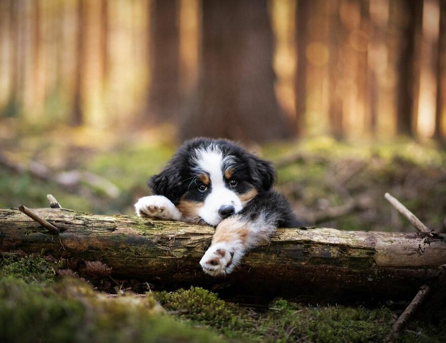 Adorable Dogs Captured By Omica Meinen