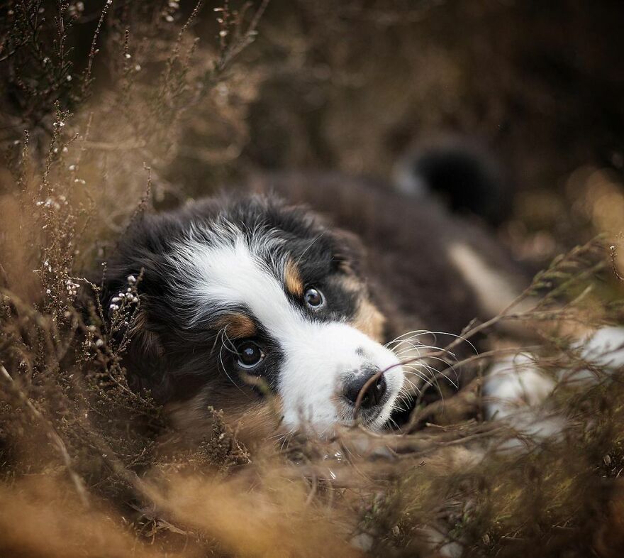 Adorable Dogs Captured By Omica Meinen