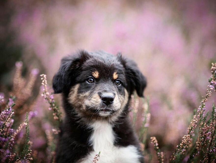 Adorable Dogs Captured By Omica Meinen