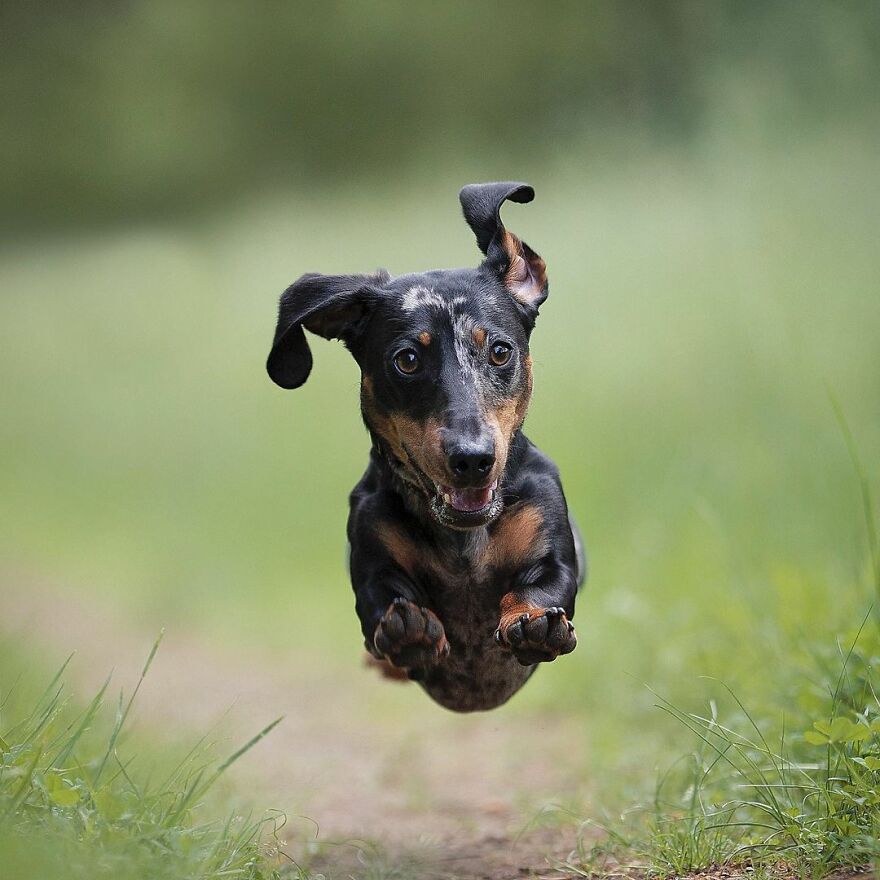 Adorable Dogs Captured By Omica Meinen