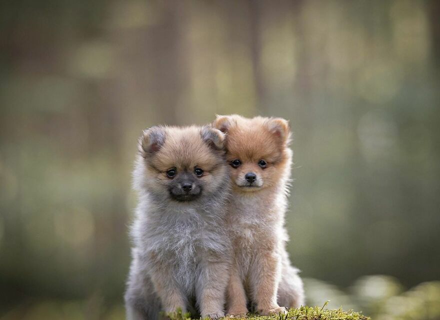 Adorable Dogs Captured By Omica Meinen