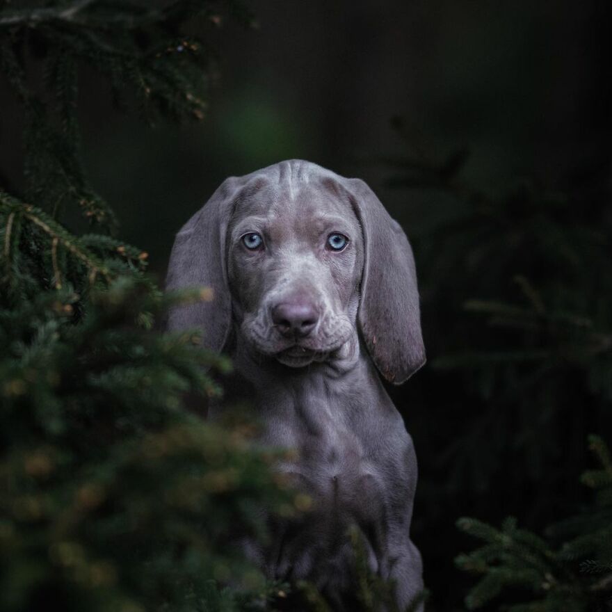 Adorable Dogs Captured By Omica Meinen