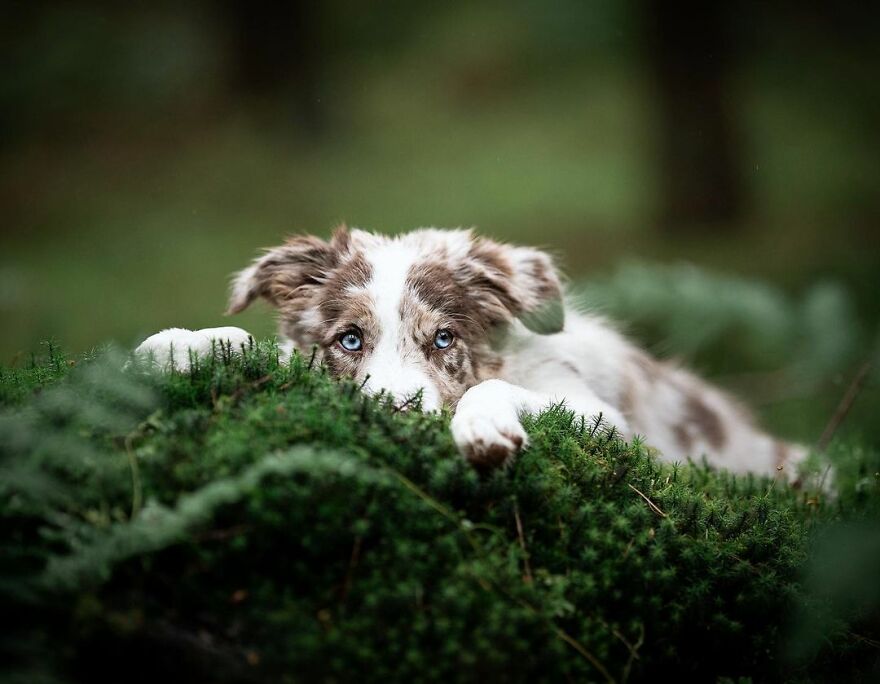 Adorable Dogs Captured By Omica Meinen