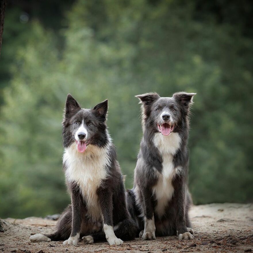 Adorable Dogs Captured By Omica Meinen