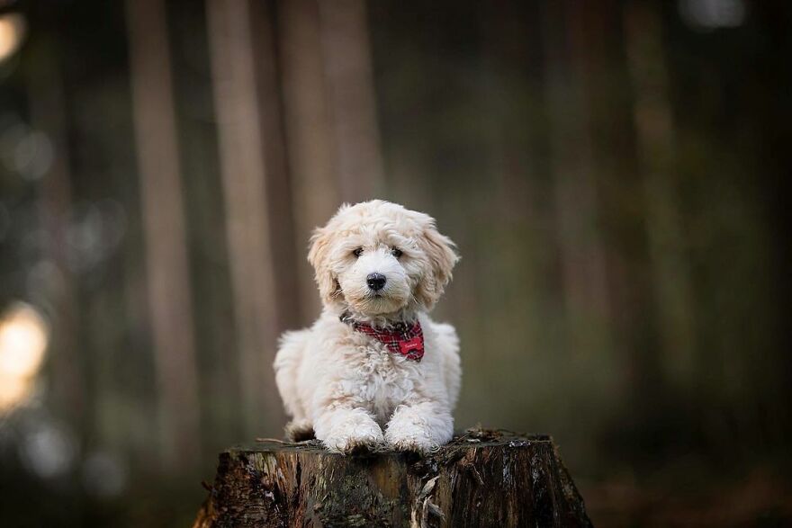 Adorable Dogs Captured By Omica Meinen