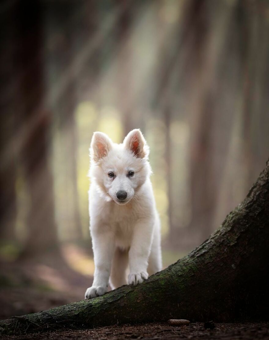 Adorable Dogs Captured By Omica Meinen